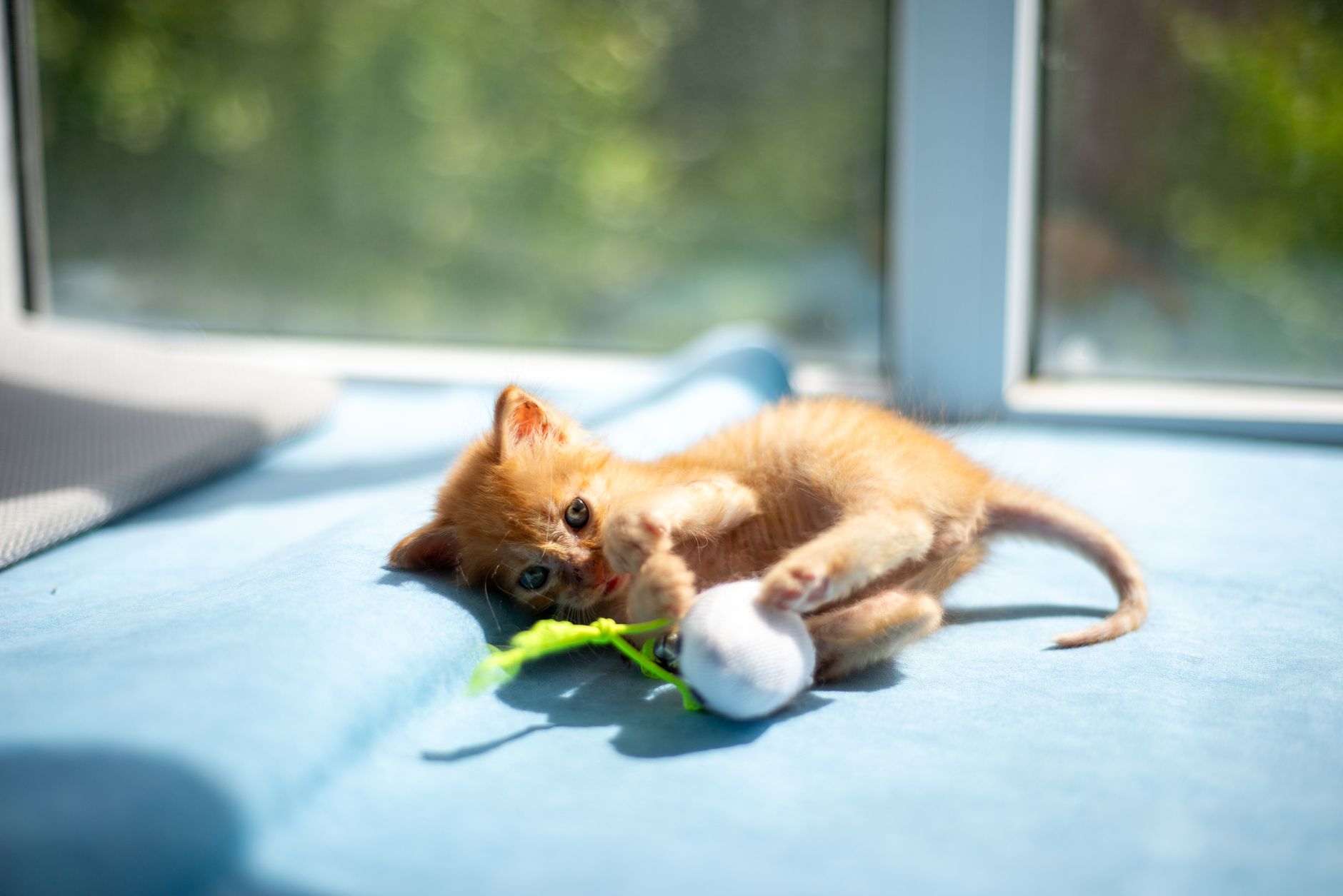 Indoor cat playing happily with an interactive toy