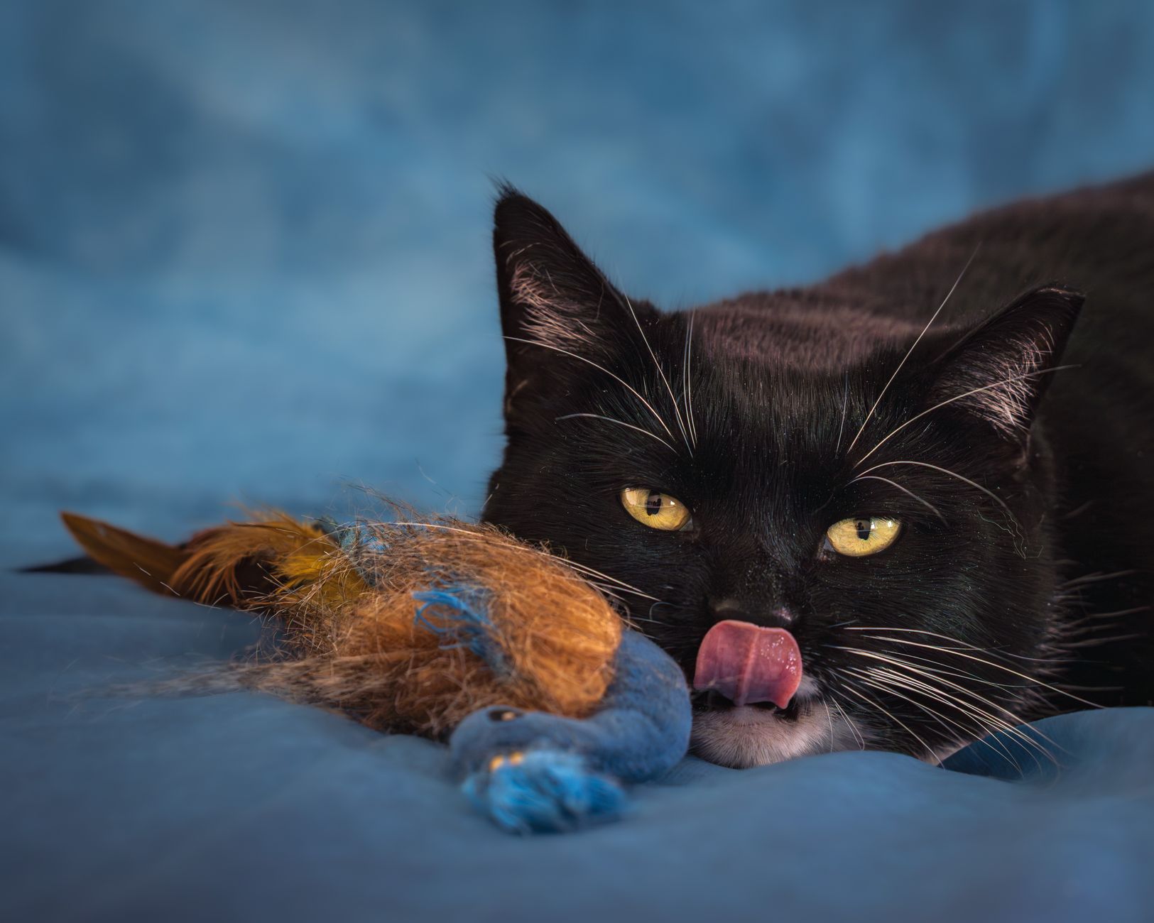 Cat pouncing on a feather wand toy during playtime