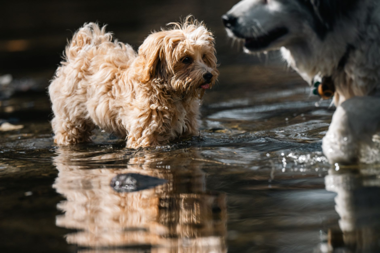 Two happy dogs playing and splashing in shallow water on a sunny summer day