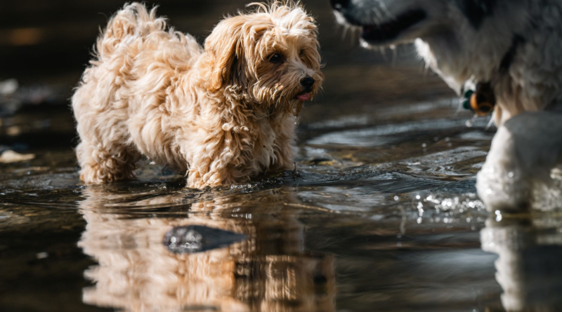 Two happy dogs playing and splashing in shallow water on a sunny summer day