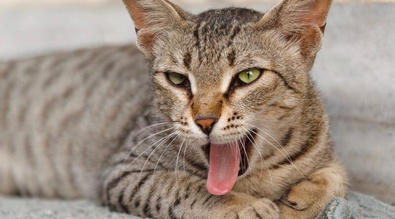 Bored domestic tabby cat yawning while lying on a rug indoors