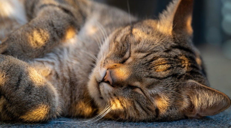 Tabby cat dozing in a patch of warm sunlight indoors