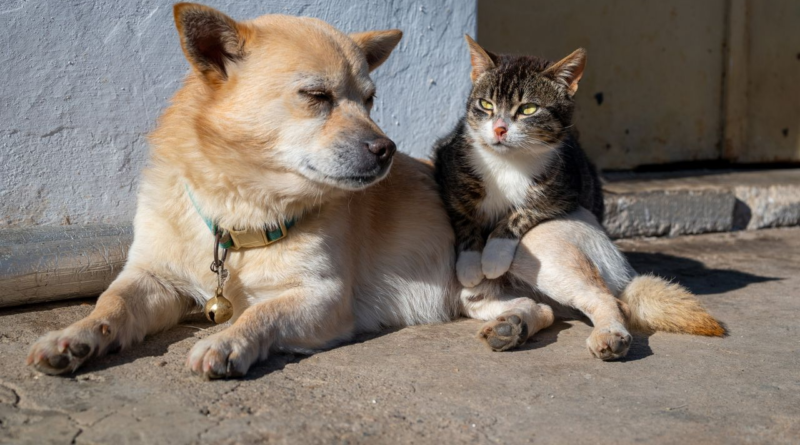 Dog and cat sitting together outdoors on a sunny summer day