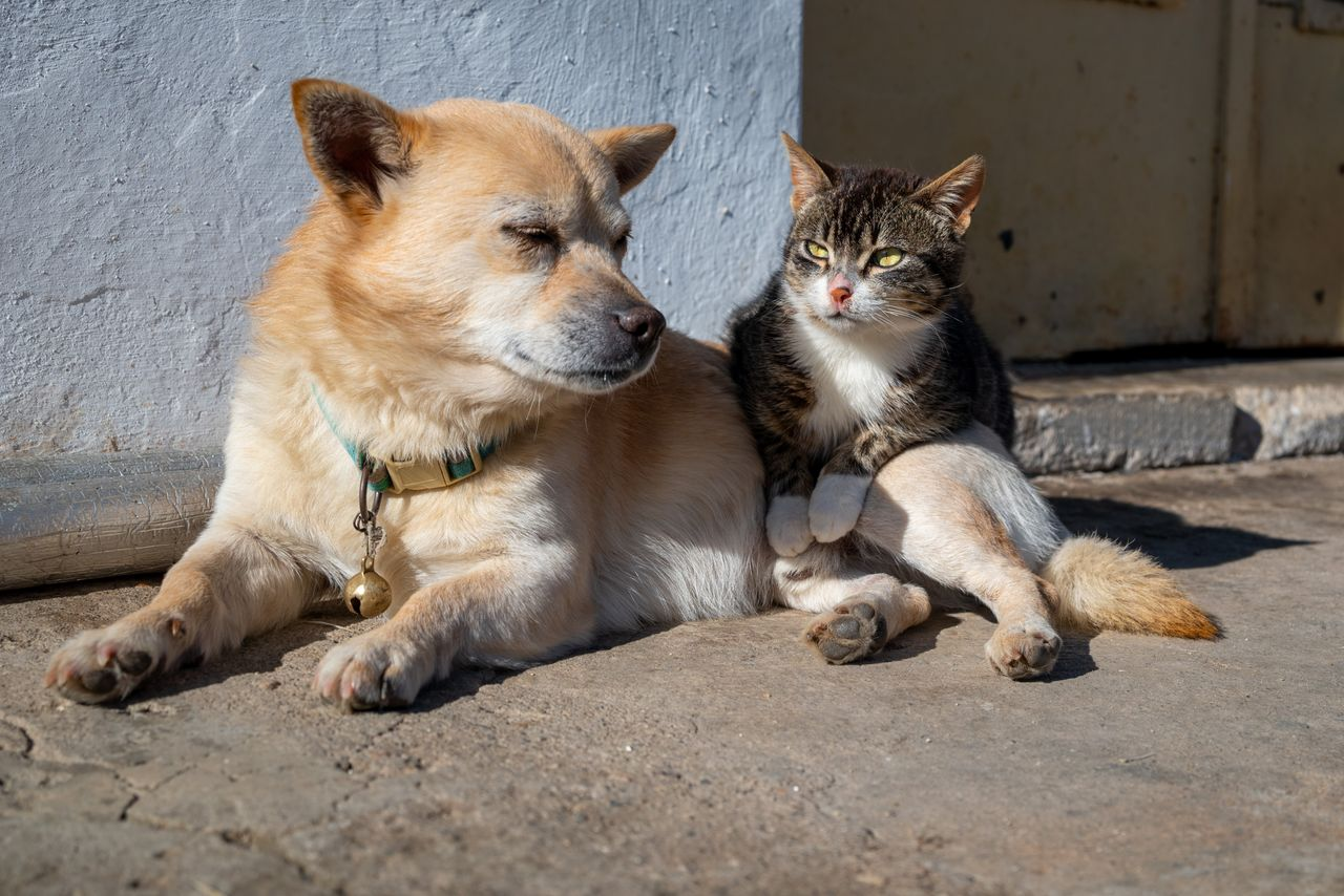 Dog and cat sitting together in the summer sun, ready for game day