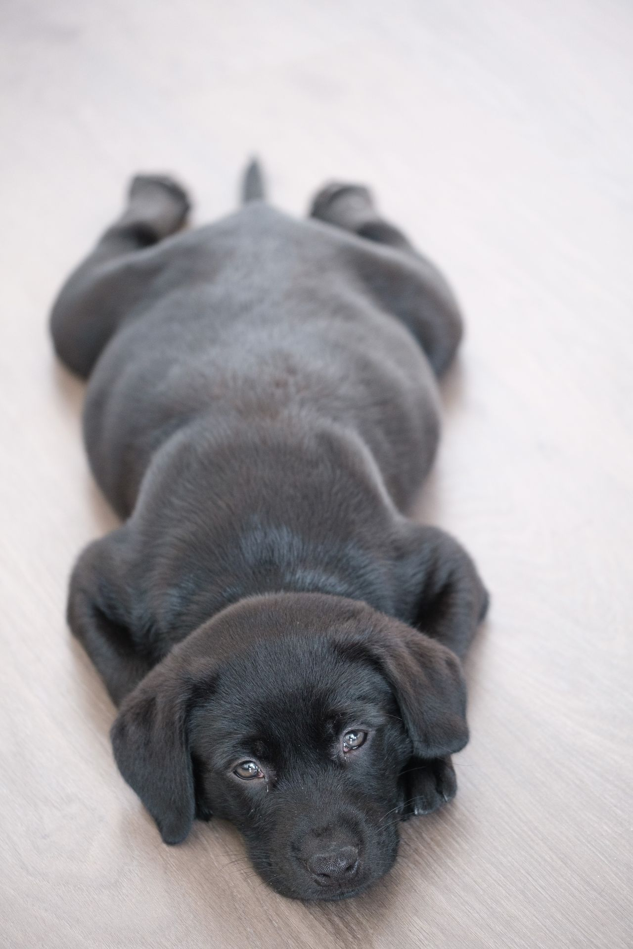Black Labrador sprawled flat on a cool floor β exactly where a cooling mat goes
