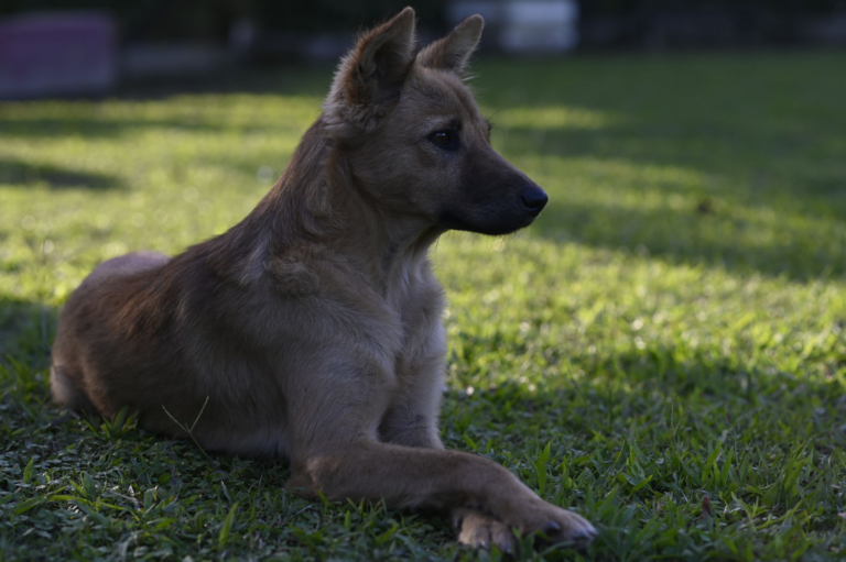 A dog lying down relaxed and cool on a warm day