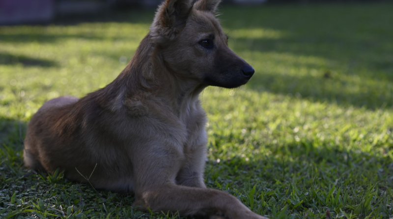 A dog lying down relaxed and cool on a warm day