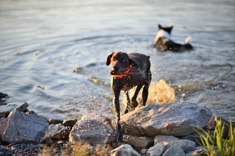 Dog cooling off fetching a stick in a lake on a hot summer day