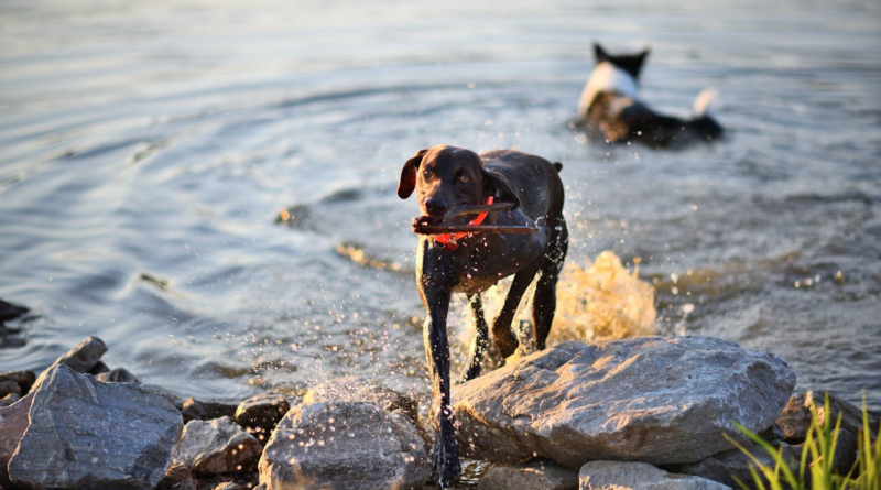Dog cooling off fetching a stick in a lake on a hot summer day