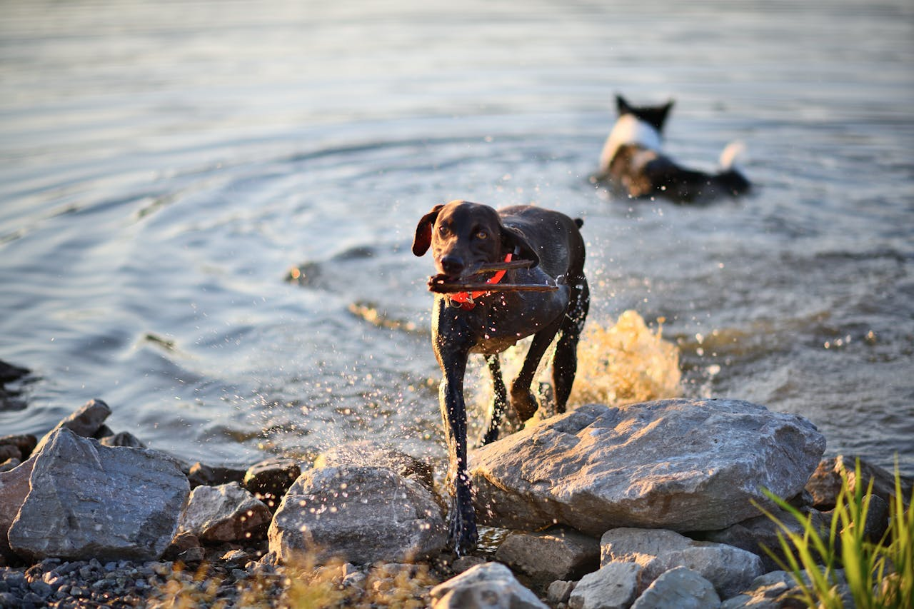Dog joyfully splashing through water on a hot summer day
