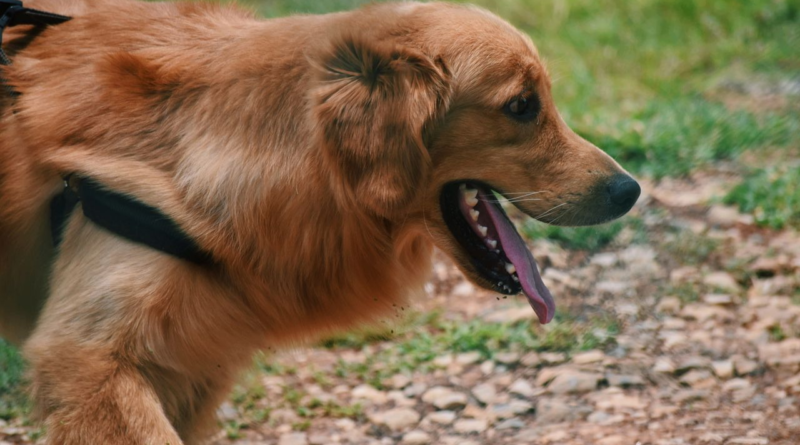 Golden retriever panting heavily during a walk on a hot summer day
