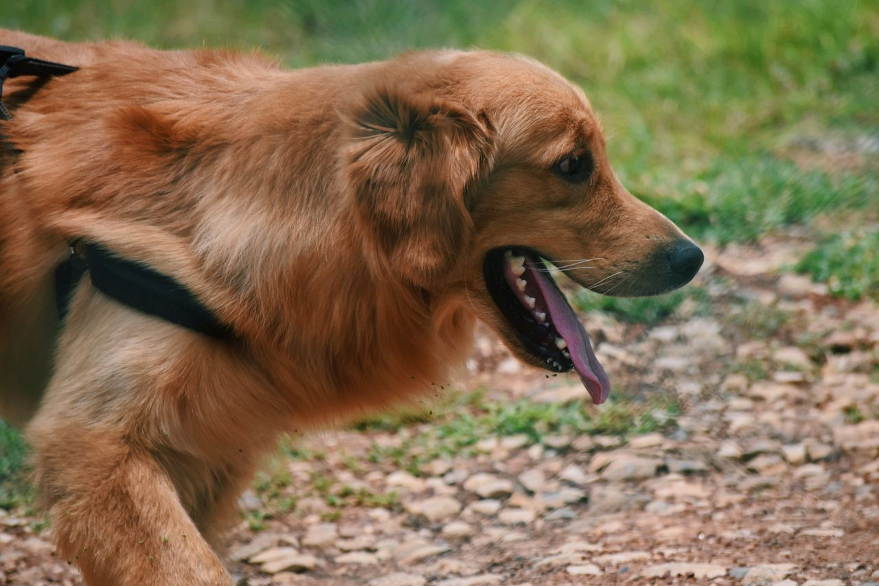 Golden retriever enjoying a sunny summer day at the park
