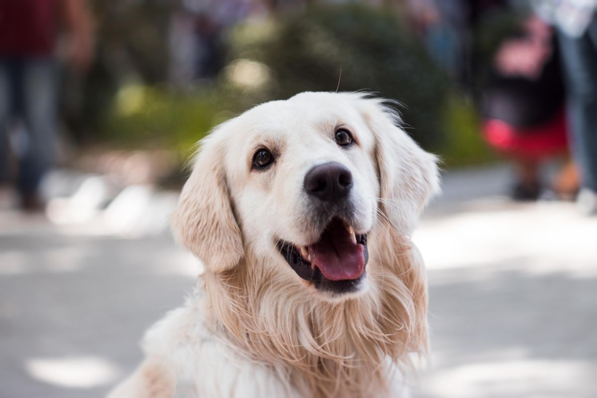 Happy golden retriever out on a summer adventure