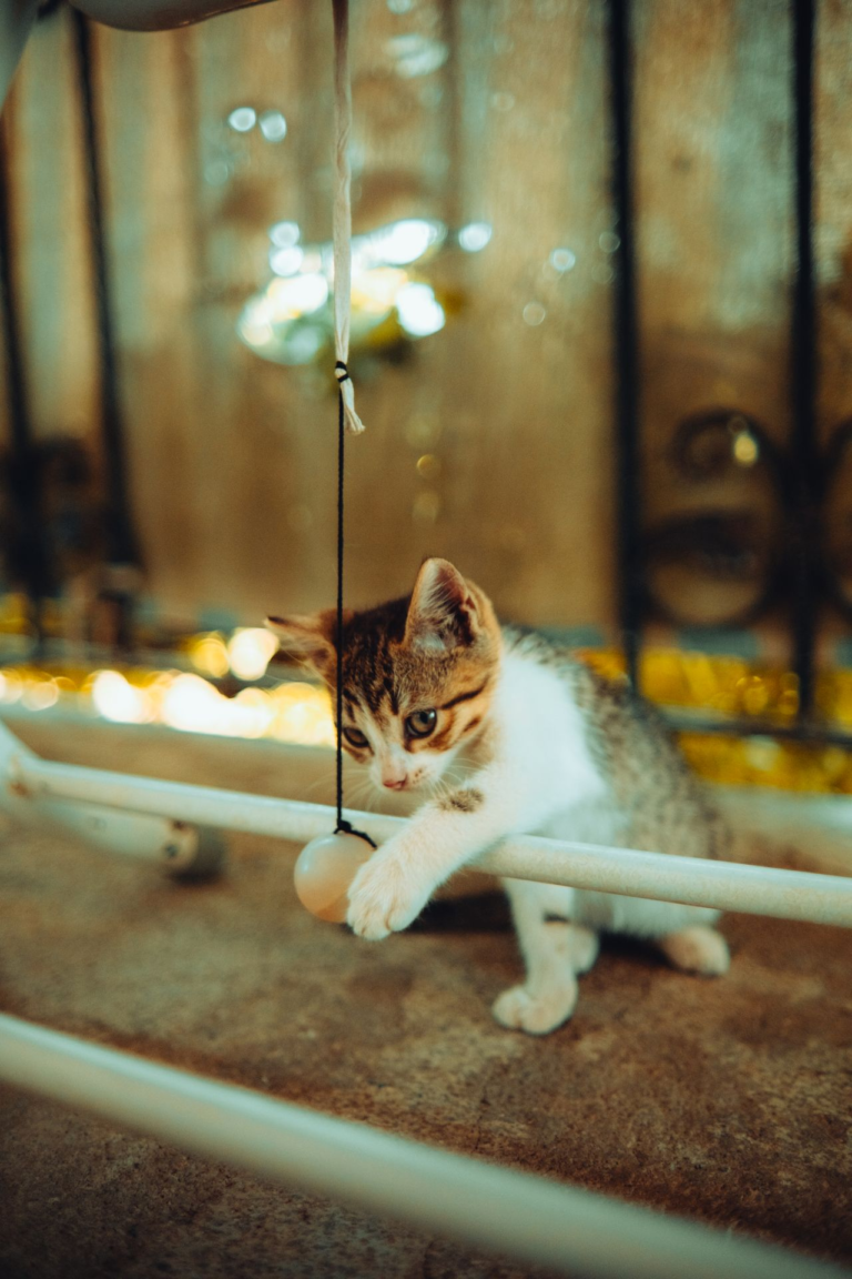 Curious indoor cat playing with a hanging toy ball