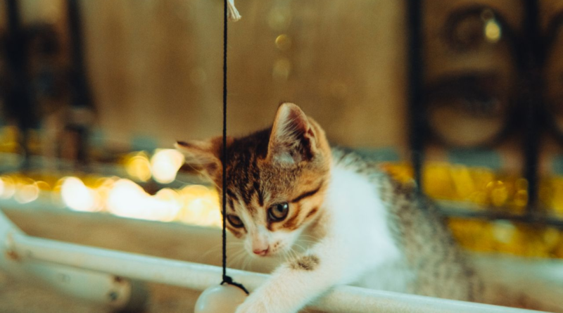 Curious indoor cat playing with a hanging toy ball