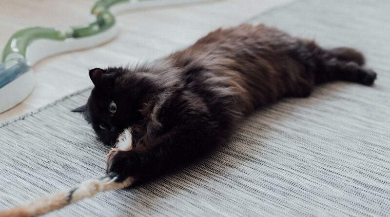 Indoor cat actively playing with an interactive rope toy on a rug