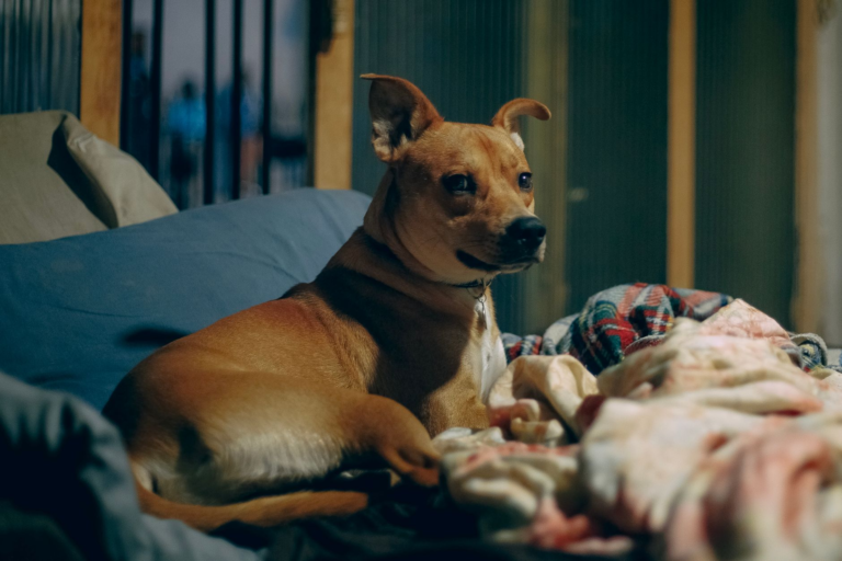 A calm dog resting in a cozy indoor safe space, relaxed during fireworks