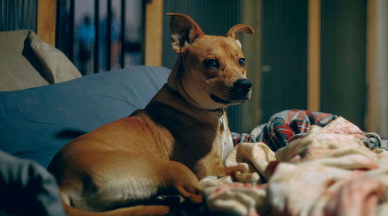 A calm dog resting in a cozy indoor safe space, relaxed during fireworks