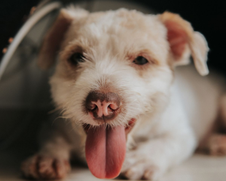 Brown dog panting heavily with tongue out on a hot day, an early sign of heat stroke in dogs