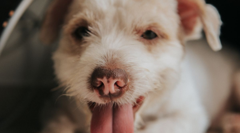 Brown dog panting heavily with tongue out on a hot day, an early sign of heat stroke in dogs