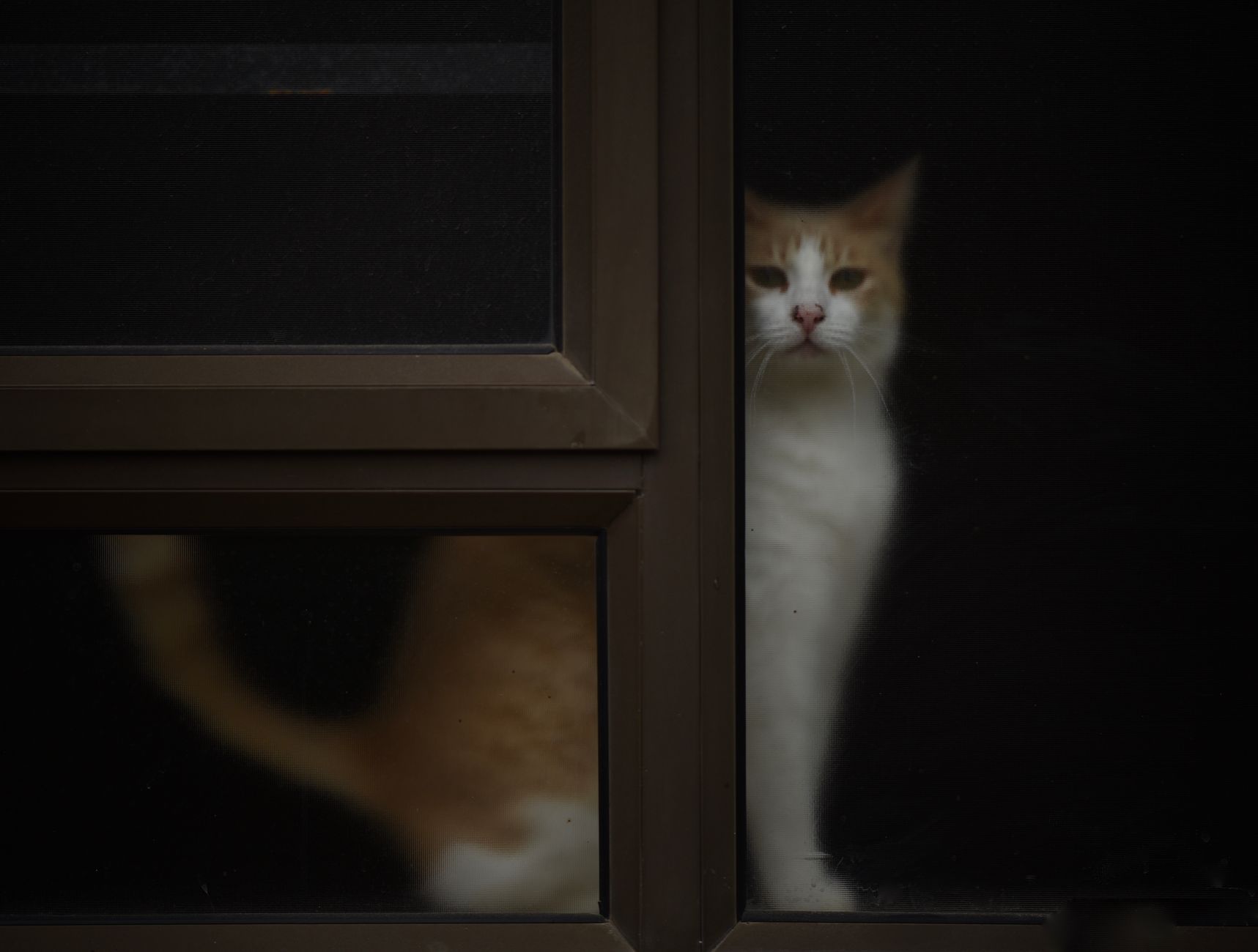 Bored cat lounging and gazing out the window