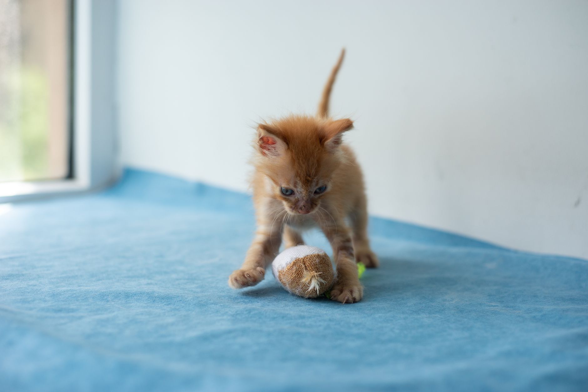 Cat staying engaged and active with a fun toy