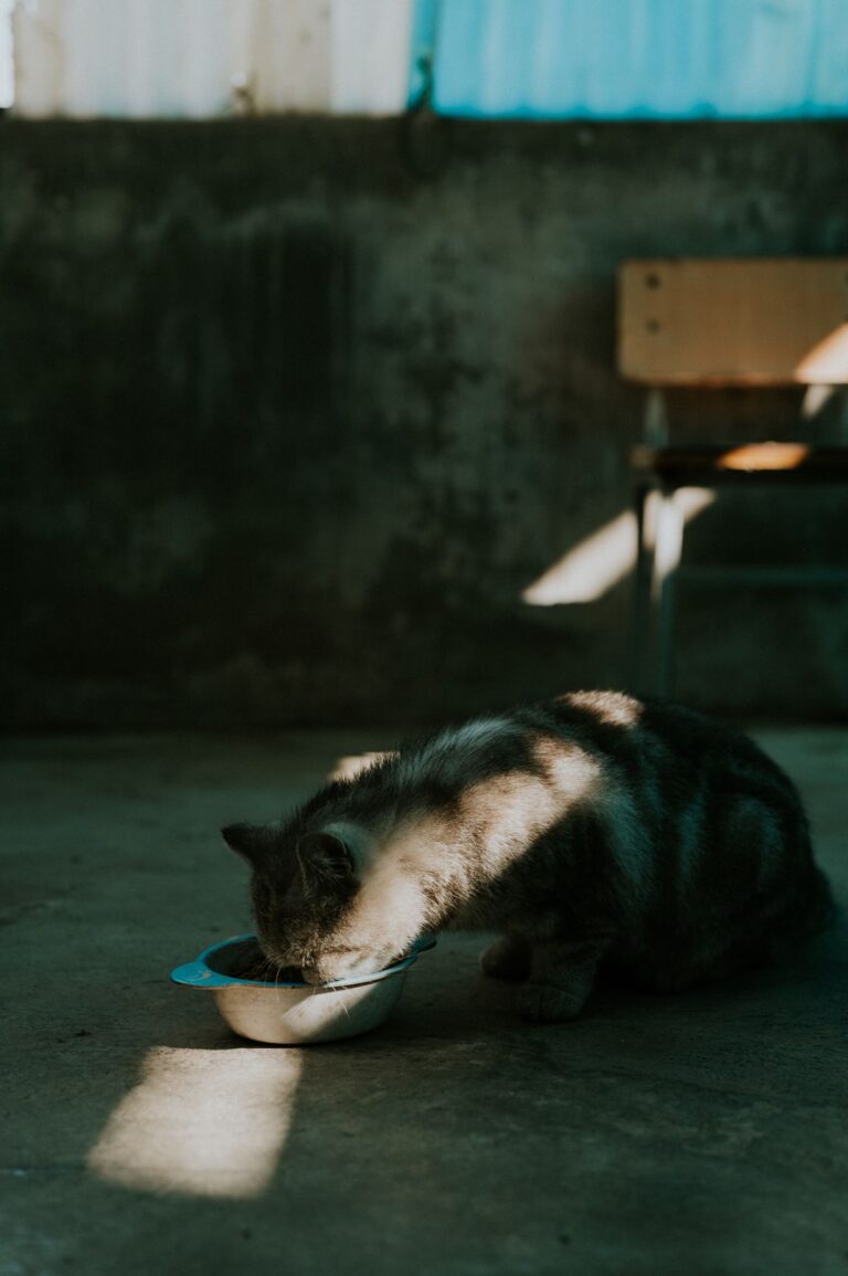 Cat eating from a bowl, illustrating a guide to the best automatic cat feeders