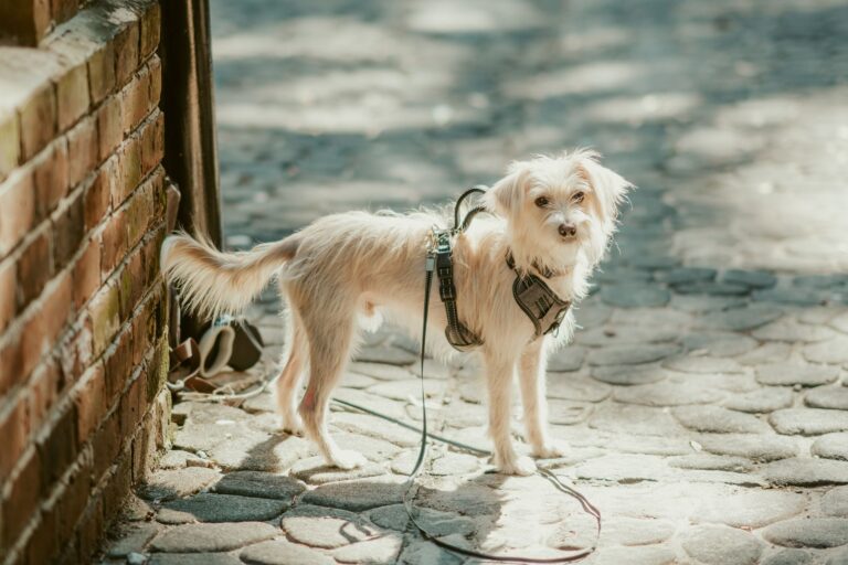 Dog wearing protective boots on a sunny summer walk