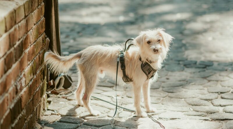 Dog wearing protective boots on a sunny summer walk