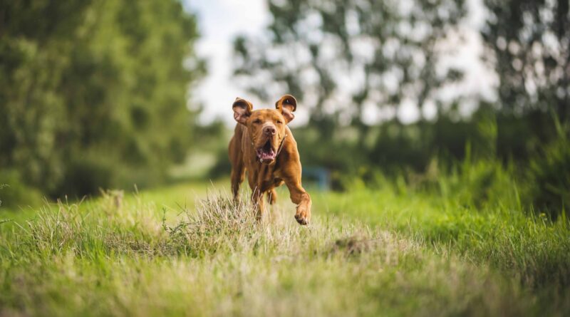 A happy dog running free through a green field, showing why a GPS tracker gives dog owners peace of mind