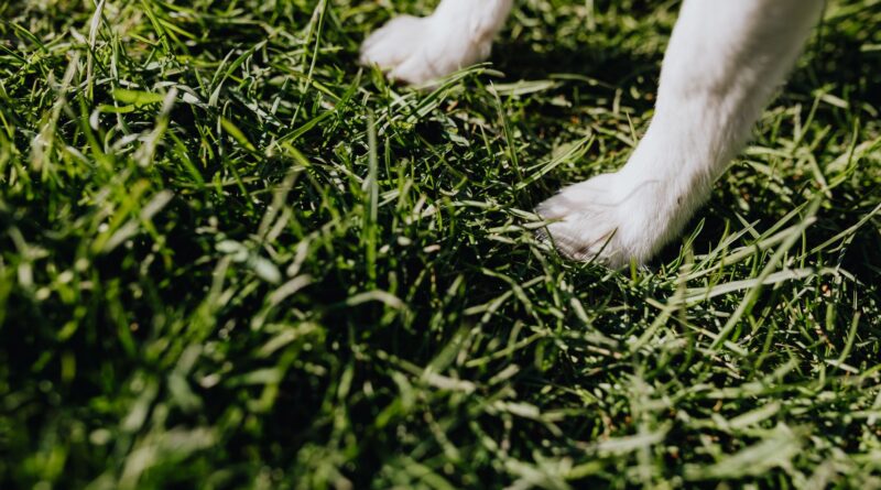 Dog owner checking how to protect your dog's paws from hot pavement during a summer walk
